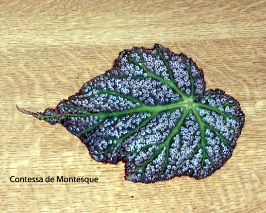 B. ‘Contessa de Montesque’